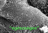  Homeomami: Az emésztőgödör és a belek párhuzama...